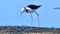 Himantopus leucocephalus