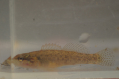 Etheostoma flabellare