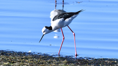 Himantopus leucocephalus