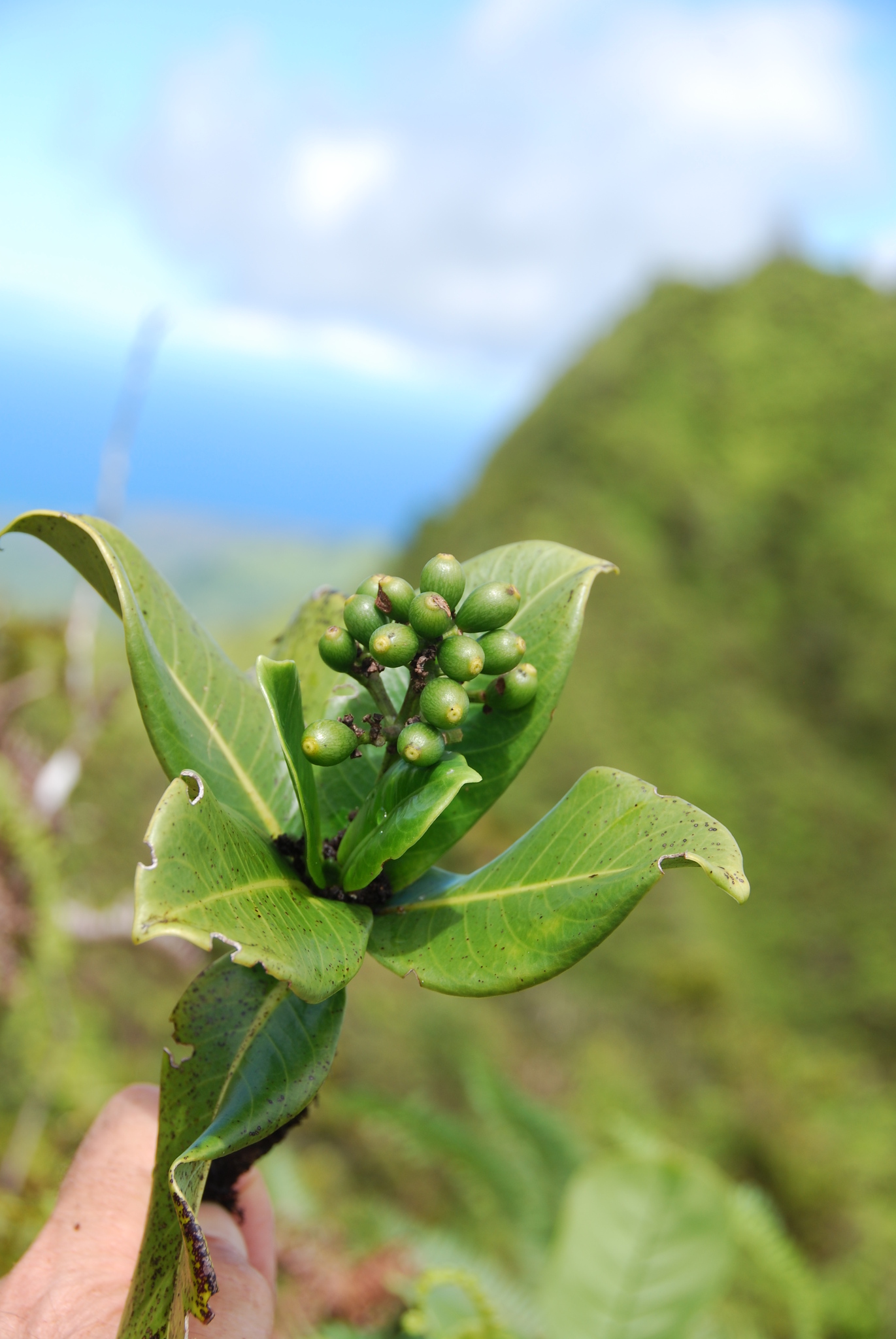 Psychotria wawrae