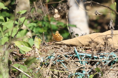 Polygonia c-aureum lunulata