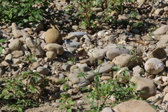 Euploea mulciber barsine