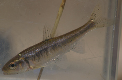 Luxilus chrysocephalus