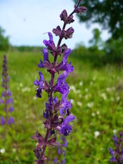 Salvia dumetorum