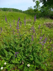 Salvia dumetorum