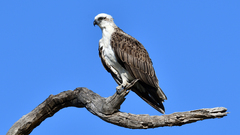 Pandion haliaetus cristatus