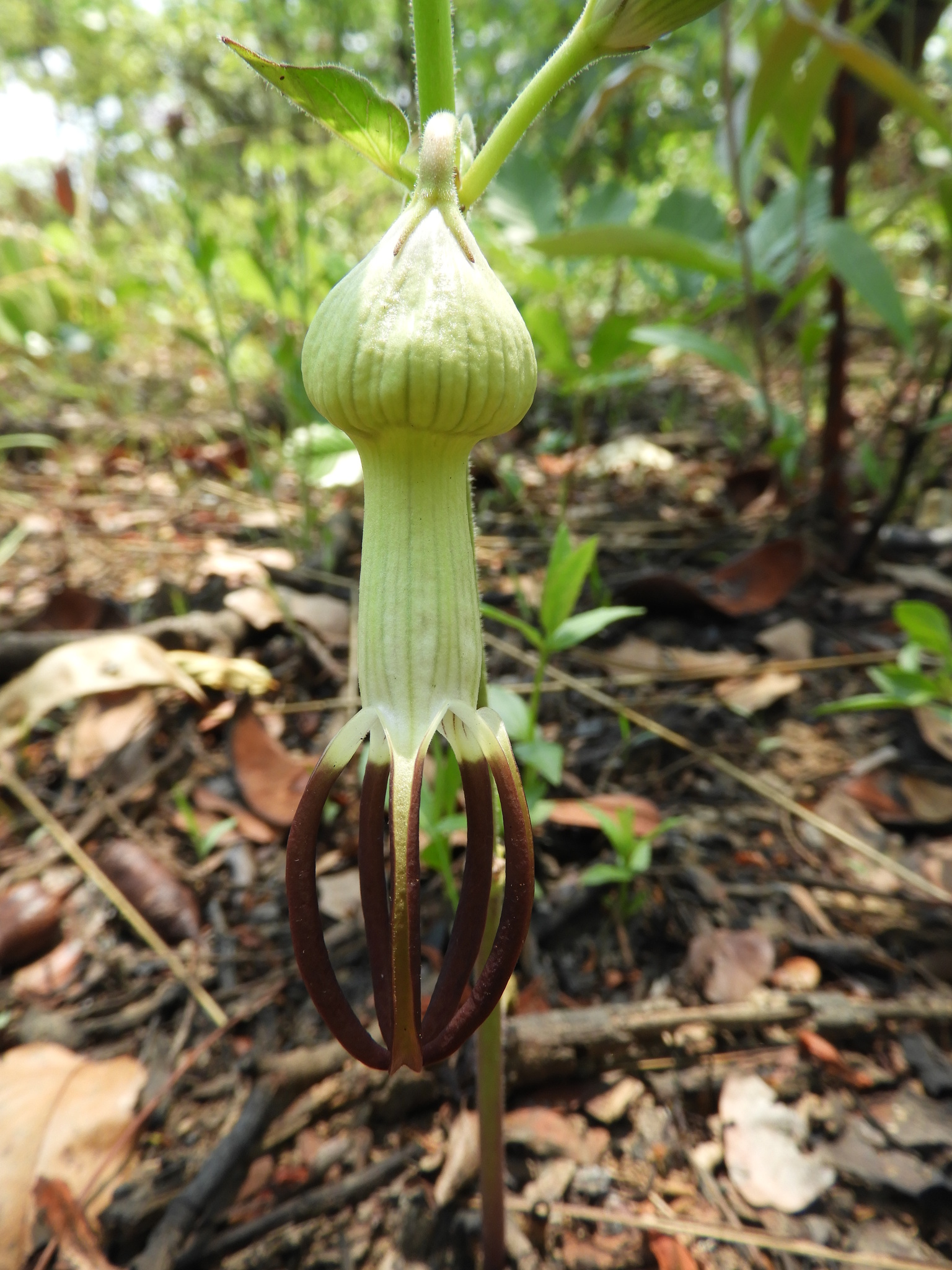 Ceropegia umbraticola