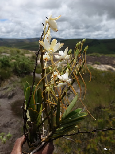 Aerangis ellisii, photograph 2