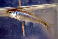Luxilus chrysocephalus
