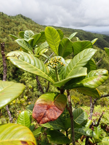 Psychotria wawrae observed 2018-07-11