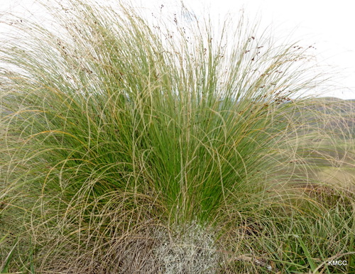 Coleochloa image