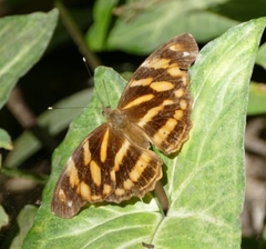 Herona marathus