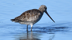 Limosa lapponica