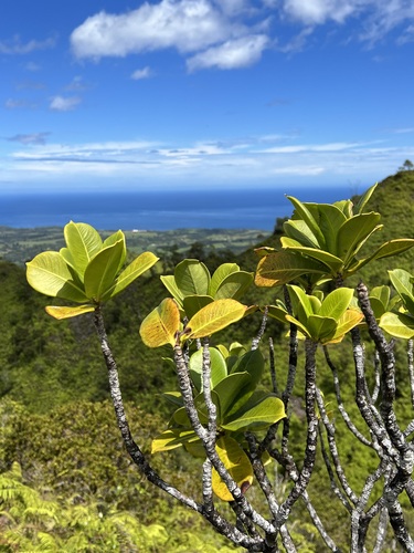 Psychotria wawrae observed 2023-03-15