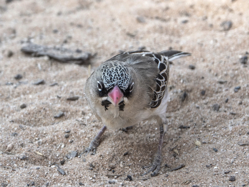Scaly Weaver (Sporopipes squamifrons)