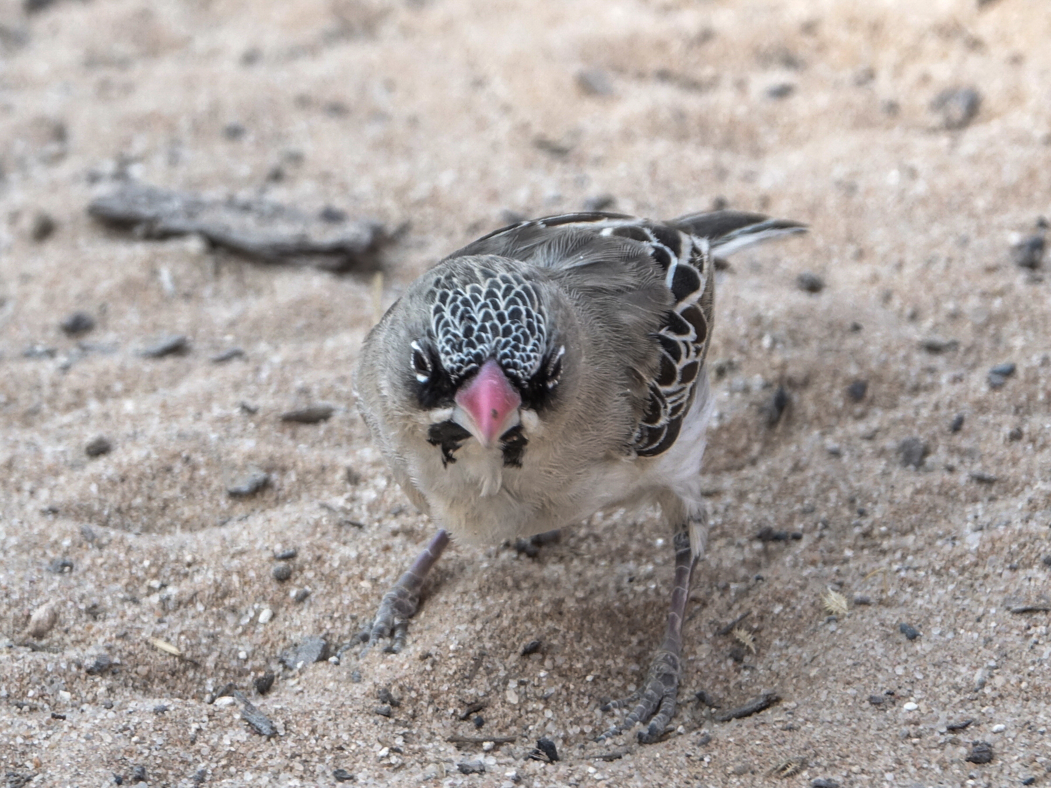 Scaly Weaver (Sporopipes squamifrons)
