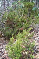 Leptecophylla pogonocalyx