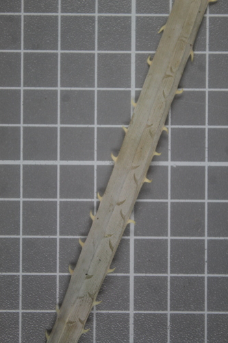 Dasylirion parryanum