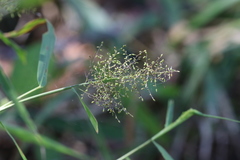 Panicum sarmentosum