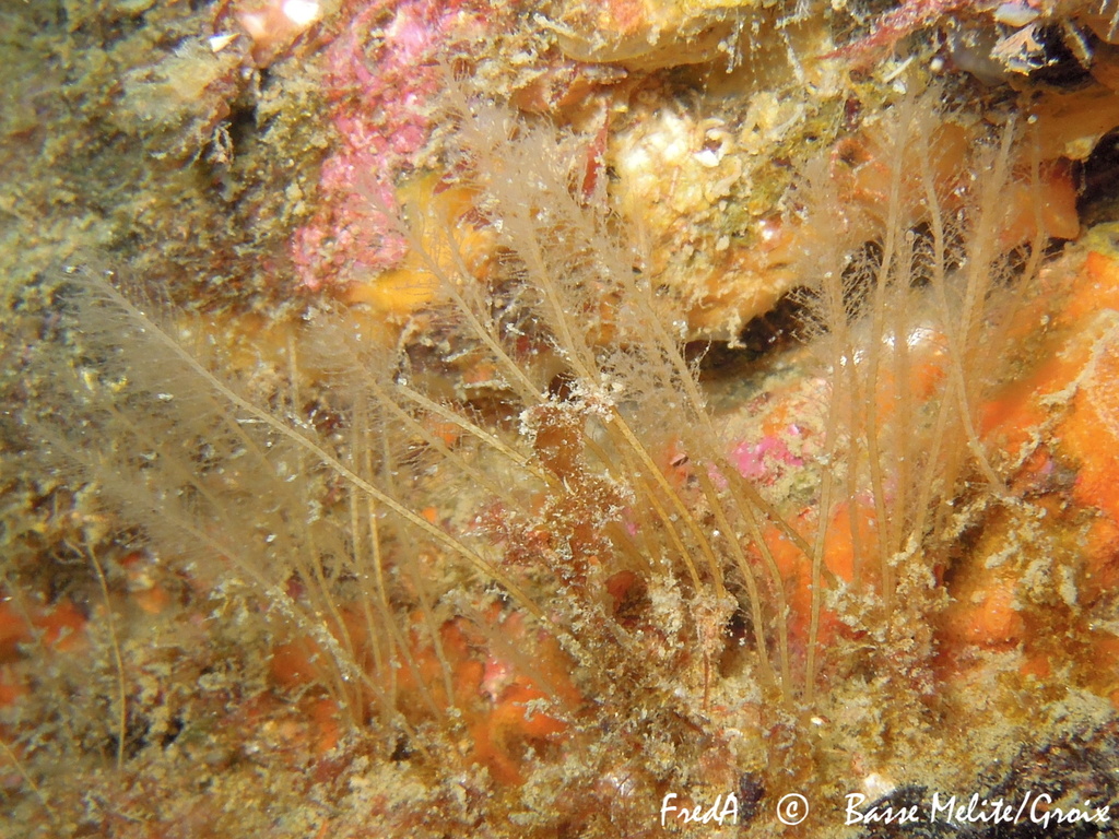 Halecium sessile