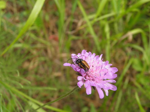 Dėmėtaūsis žieduolis