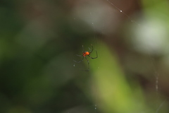 Argyrodes miniaceus