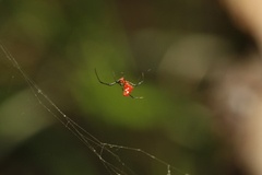 Argyrodes miniaceus