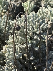 Santolina chamaecyparissus