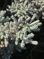 Santolina chamaecyparissus