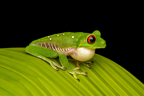 Red-eyed Tree Frog, photo 2 of 7