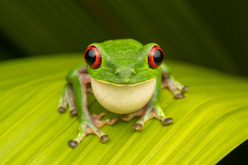 Red-eyed Treefrog, Agalychnis callidryas