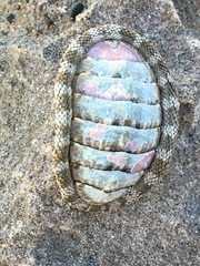 Chiton squamosus