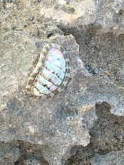 Chiton squamosus