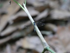 Neodythemis