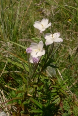 Epilobium pallidiflorum