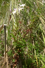 Epilobium pallidiflorum