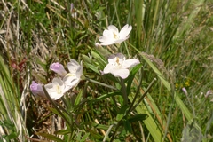 Epilobium pallidiflorum