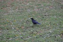 Corvus corone