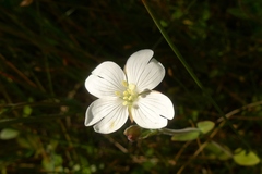 Epilobium chionanthum