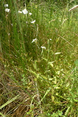 Epilobium chionanthum
