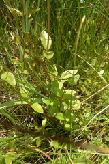 Epilobium chionanthum