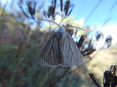 Neuromelia selectata