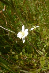 Epilobium chionanthum