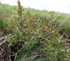 Myrothamnus moschatus