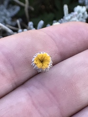 Santolina chamaecyparissus