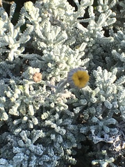 Santolina chamaecyparissus