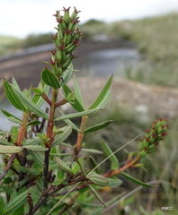 Myrothamnus moschatus