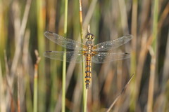 Austrothemis nigrescens