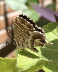 Cacyreus marshalli