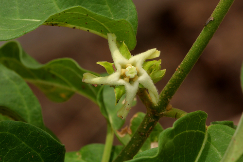 Stephanotis macrantha